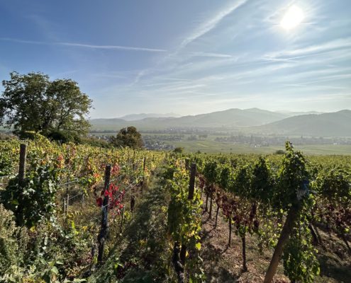 ALSASMARTOURS séjour vélo alsace